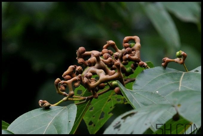 拐棗能夠治療風濕嗎？拐棗的藥用價值有哪些？