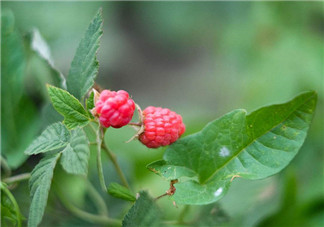 野草莓吃了有什么好處?覆盆子的食用方法