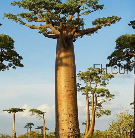 猴面包樹(shù)和面包樹(shù)是同一種植物嗎？猴面包樹(shù)能在北方種植嗎