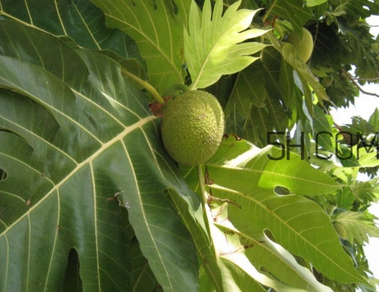 猴面包樹(shù)和面包樹(shù)是同一種植物嗎？猴面包樹(shù)能在北方種植嗎