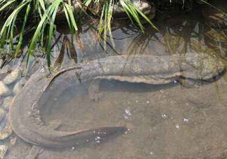 娃娃魚(yú)是卵生還是胎生？娃娃魚(yú)能在陸地上生活嗎