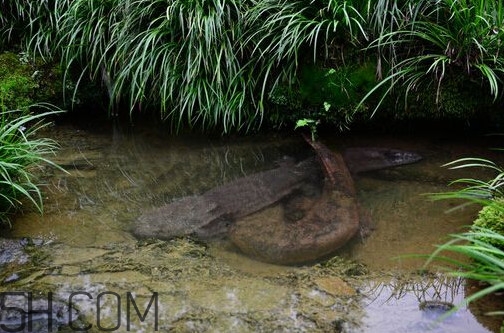 蠑螈是娃娃魚(yú)嗎？蠑螈和娃娃魚(yú)的區(qū)別