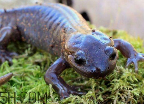 蠑螈是娃娃魚(yú)嗎？蠑螈和娃娃魚(yú)的區(qū)別