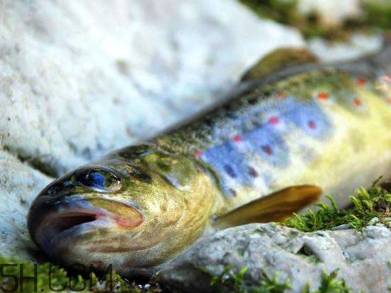 鮭魚是什么魚？鮭魚多少錢一斤