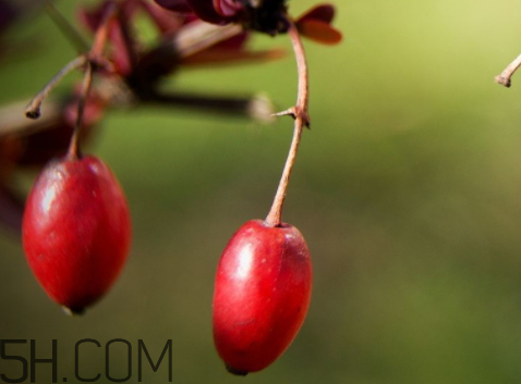 山茱萸什么時候成熟？山茱萸什么時候結果？