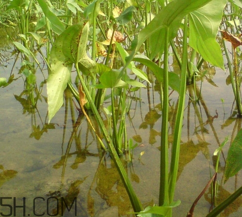 慈菇什么時候種？慈菇什么季節有