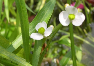 慈菇什么時候種？慈菇什么季節(jié)有