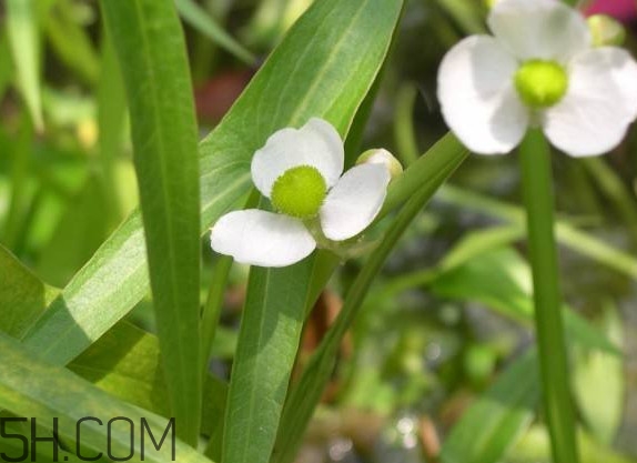 慈菇什么時候種？慈菇什么季節有