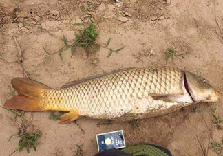 黃河鯉魚主要吃什么？黃河鯉魚和普通鯉魚的區別