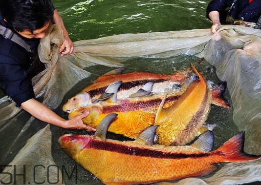 胭脂魚多少錢一斤？胭脂魚怎么做好吃