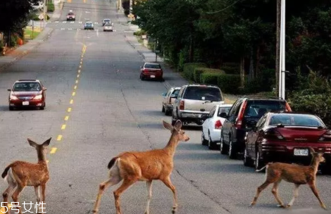 開車前為什么要拍拍車蓋？預防傷害流浪小動物