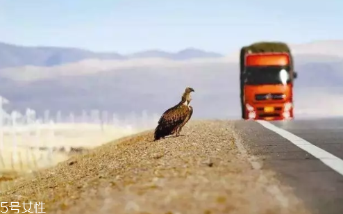 開車前為什么要拍拍車蓋？預防傷害流浪小動物