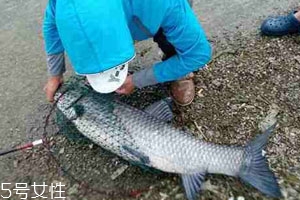 青魚怎么釣 釣青魚注意幾點