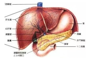 膽囊里的石頭從何而來？膽汁形成膽結(jié)石