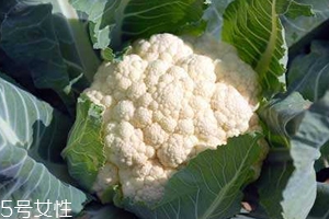 花菜怎么洗才干凈？一定要把蟲子洗掉