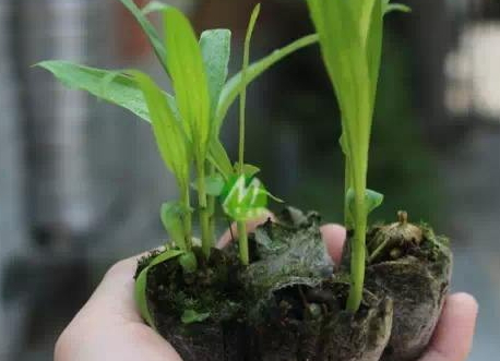 白芨什么時候種植好 白芨種植季節