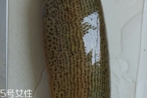 泥鰍是鯰魚嗎？泥鰍跟鯰魚不同