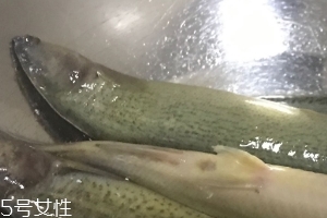 泥鰍會吃小魚嗎？這個是不會的