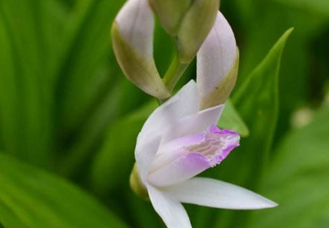 白芨泡水能治什么病 白芨泡水功效