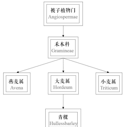 青稞是大麥嗎？青稞是小麥嗎