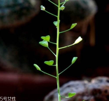 地菜花薺菜花煮雞蛋上午吃還是下午吃？