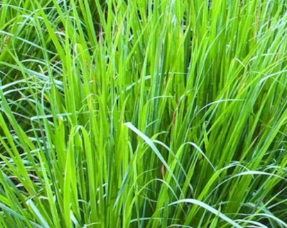 檸檬草精油和檸檬精油的區別 檸檬草精油和檸檬精油哪個好