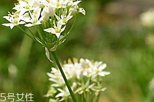 韭菜花和韭菜的區別 韭菜花是韭菜長出來的花嗎