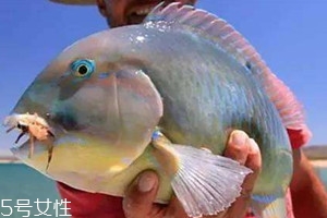 青衣魚(yú)多少錢一斤 青衣魚(yú)和蘇眉魚(yú)如何區(qū)分