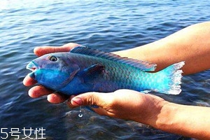 青衣魚(yú)和石斑哪個(gè)好吃 青衣魚(yú)怎樣煮才好吃