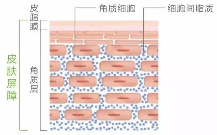 干皮怎么補水 干皮科學補水三步走