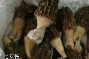 羊肚菌是怎么長出來的？