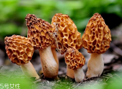 羊肚菌是發(fā)物嗎？羊肚菌屬于發(fā)物嗎？