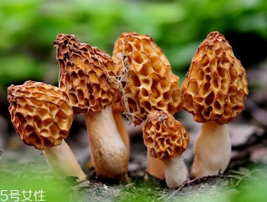 羊肚菌是什么顏色？羊肚菌是什么樣的