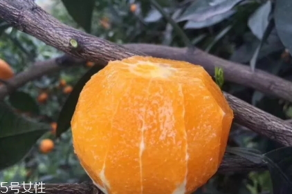 倫晚臍橙口感是酸的還是甜的？倫晚臍橙好吃嗎