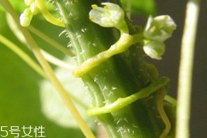 菟絲子可以泡酒嗎 菟絲子泡酒比例