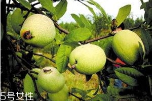 皺皮木瓜怎么吃 皺皮木瓜的營(yíng)養(yǎng)價(jià)值