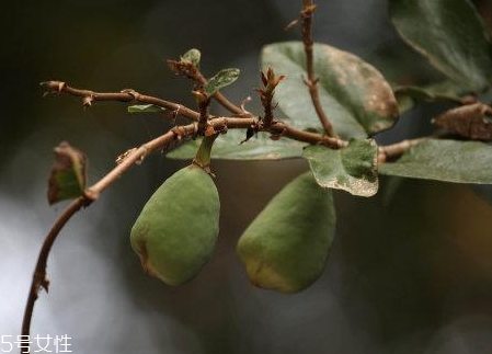 薜荔果多少錢一斤 薜荔果哪里有賣