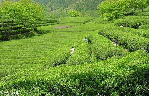 日照綠茶哪個牌子好？日照綠茶怎么辨別好壞