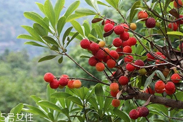 梅花是發物嗎？皮膚過敏的人能喝梅花茶嗎？