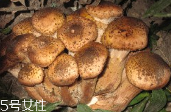 榛蘑的好處 榛蘑對人有什么益處？