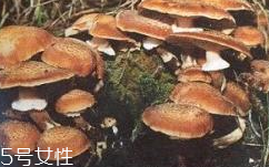 榛蘑是蘑菇嗎？榛蘑是什么蘑菇？