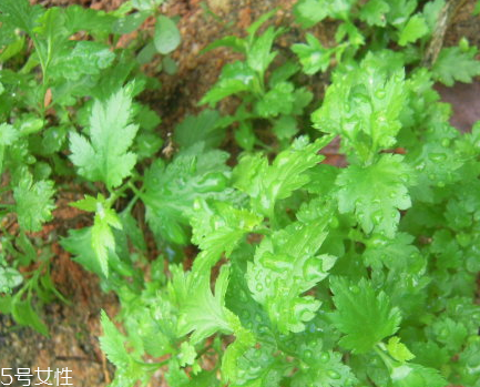 菊花腦和南瓜能一起吃嗎？菊花腦能和水果一起吃嗎？