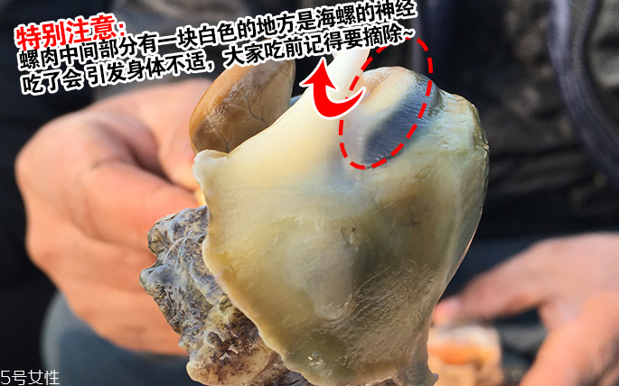 海螺會中毒嗎？吃海螺中毒多久會緩解？