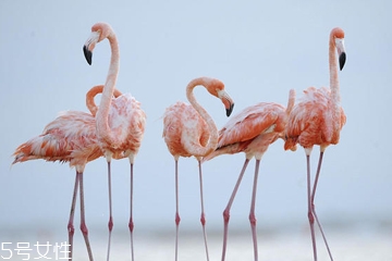 夏日火烈鳥美甲圖片 迷幻風火烈鳥美甲圖案