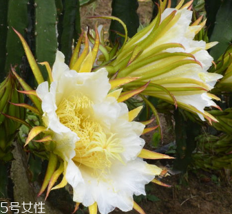 霸王花能人工養殖嗎 可以人工養殖