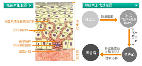 干性皮膚怎么去斑最好 堅持3原則斑點拜拜