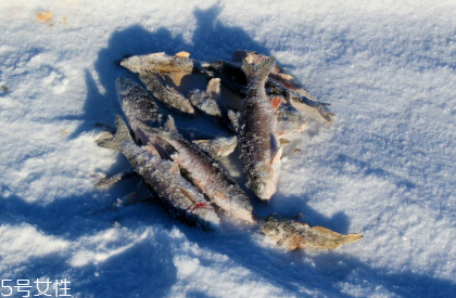 冷凍魚營養會流失嗎 冷凍保質期更長