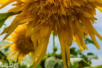 葵花籽油能炒菜嗎 當然是可以的