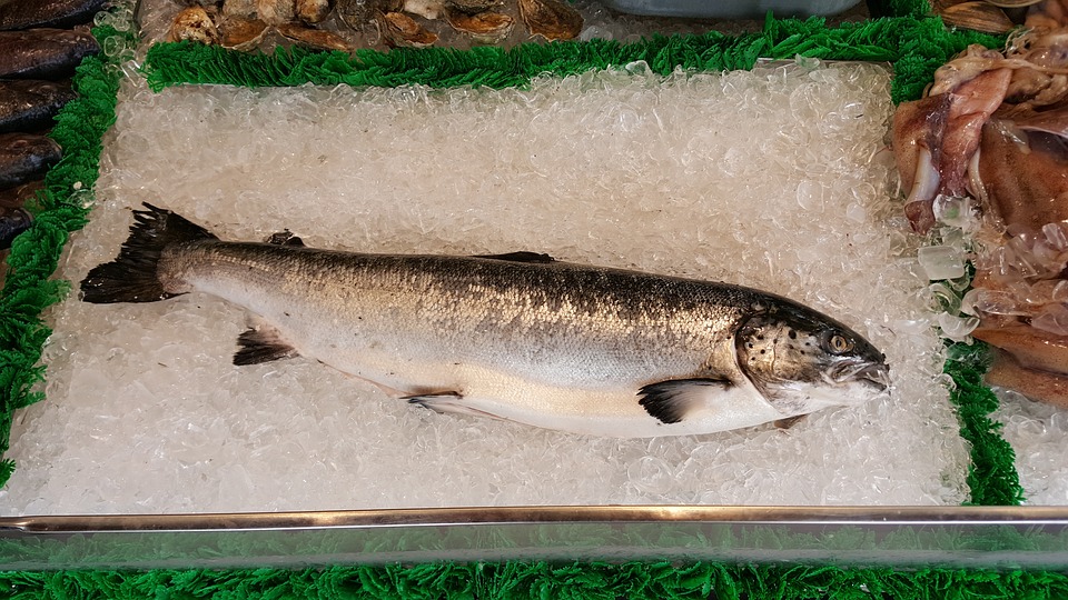 養殖三文魚和野生三文魚 常吃的鮭魚是哪種