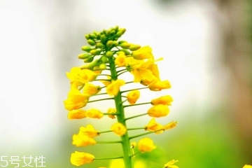 菜籽油是發物嗎 菜油很溫和